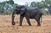 Elephant with Broken Tusks