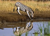 Zebra Bending to Drink