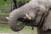 Elephant Drinking, Close-up