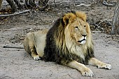 Male Lion, Barbary Look-Alike