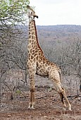 Giraffe Stretching for Food