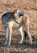 Black-backed Jackal