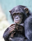 Captive Chimpanzee