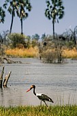 Saddle-billed Stork on Water's Edge