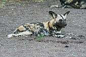 Wild Dog Lying Dry Riverbed