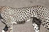 Cheetah