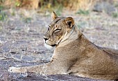 Lioness Lying, Side-On