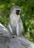 Vervet Monkey