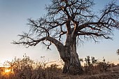 Baobab Tree and Setting Sun