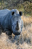 White or Square-Lipped Rhinoceros