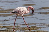 Lesser Flamingo