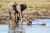 Elephant and Baboons Fording Stream