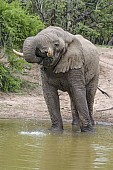 Elephant Using Trunk to Drink