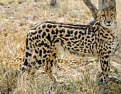 King Cheetah Side-On View