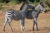 Playful Juvenile Zebras