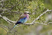 Lilac-breasted Roller