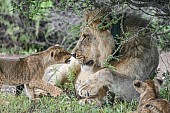 Lion Cub Rubbing Noses with Adult Male