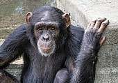 Captive Chimpanzee