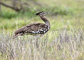 Kori Bustard