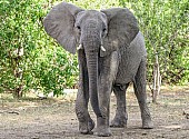 African Elephant with Ears Spread, Three-Quarter View