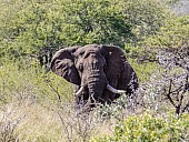 African Elephant Bull