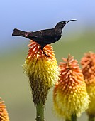 Amethyst Sunbird on Red Hot Poker