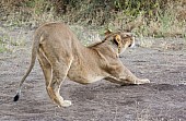 Lioness Stretching