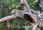 Leopard on Tree Stump