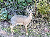 Damara Dik-Dik Male