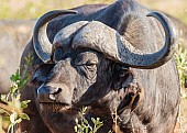 Buffalo Bull Close View