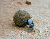 Dung Beetle Rolling Dung Ball