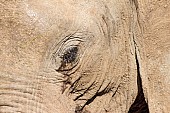 Close-up of African Elephant