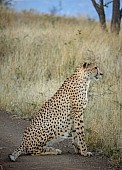 Male Cheetah at Dusk