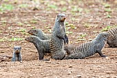 Banded Mongoose Family