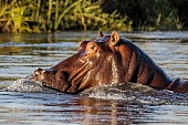 Hippo Close-Up