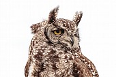 Spotted eagle-owl, Close-up View