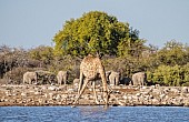 Giraffe Drinking from Waterhole