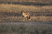 Side-striped jackal