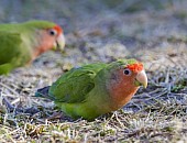 Rosy-faced Lovebird