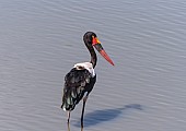 Saddle-billed Stork for Art Reference