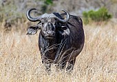 Buffalo Female, Front-on View