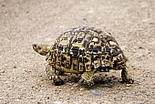 Leopard Tortoise