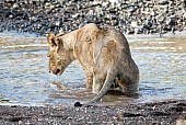 Young Lion Staring at Water's Surface