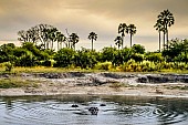 Hippo Pool, Moremi Game Reserve