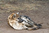 Spotted Hyena