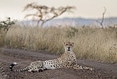 Male Cheetah at Dusk