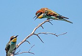 European Bee-eater with Ruffled Feathers