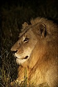 Lion at Night, Side View