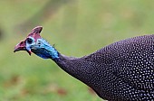 Helmeted Guineafowl with Neck Stretched Forward