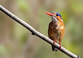 Malachite Kingfisher